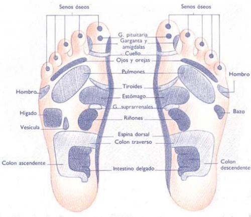 Dibujo de la planta de los pies que indica las partes que se relacionan con determinados órganos