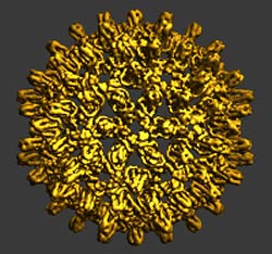 Imagen del virus de la hepatitis B