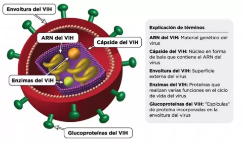 Ciclo de vida y replicación del VIH Ciclo de vida y replicación del VIH