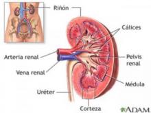 Anatomía del riñon